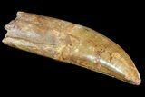 Carcharodontosaurus Tooth - Serrated Dinosaur Tooth #71096-1